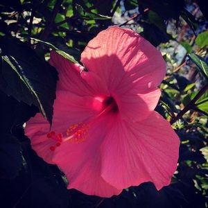 Meet your Posher, Theresa